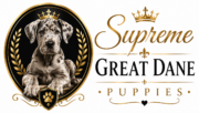 Supreme Great Dane Puppies